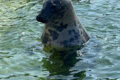 Messenger_creation_400996C2-AE07-40EB-BDCD-4BE6D93AD6D6